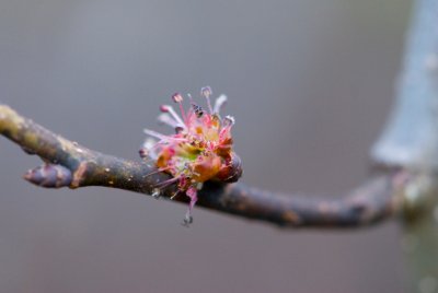 Ulmus glabra 'Pendula' - jilm horský - květ